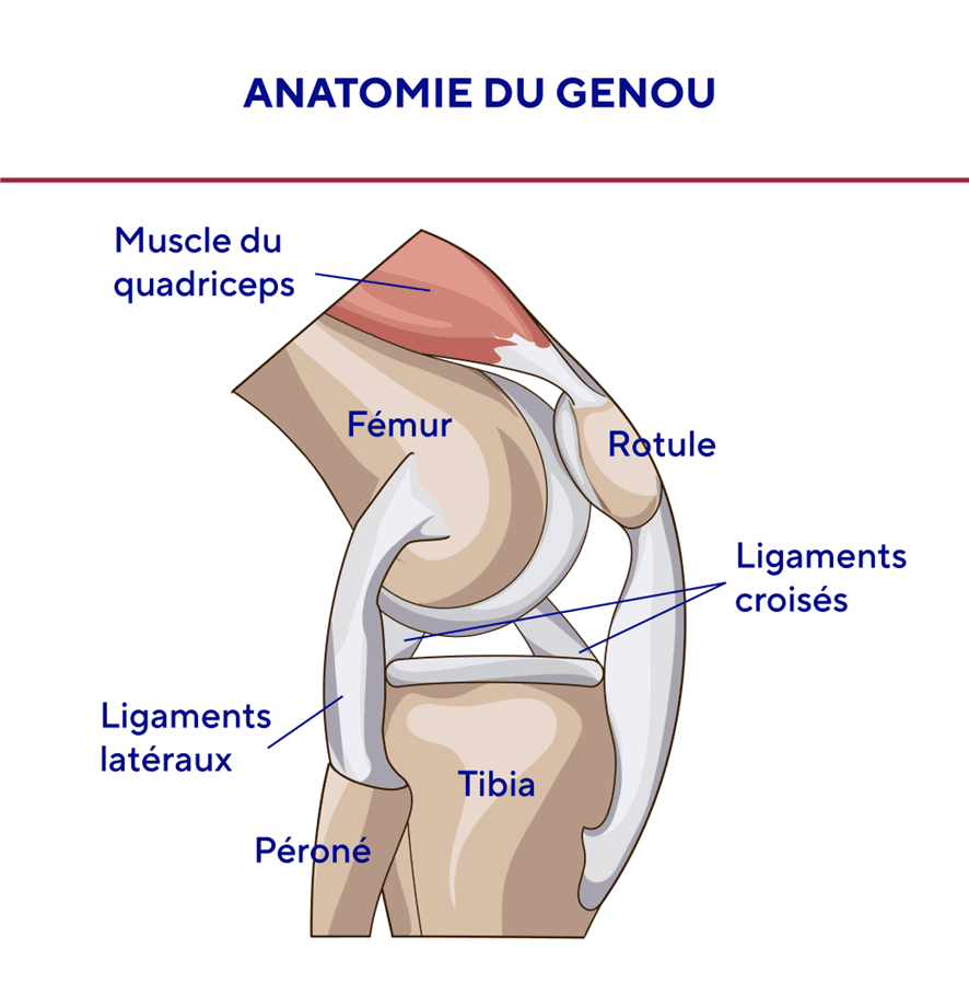 Anatomie du genou.png