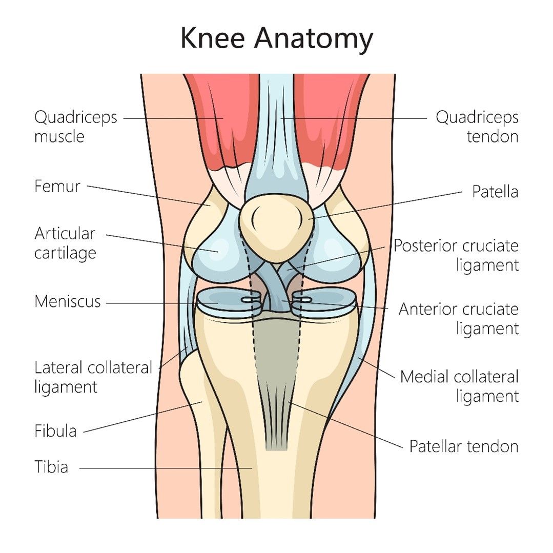 Anatomie du genou - vue antérieure