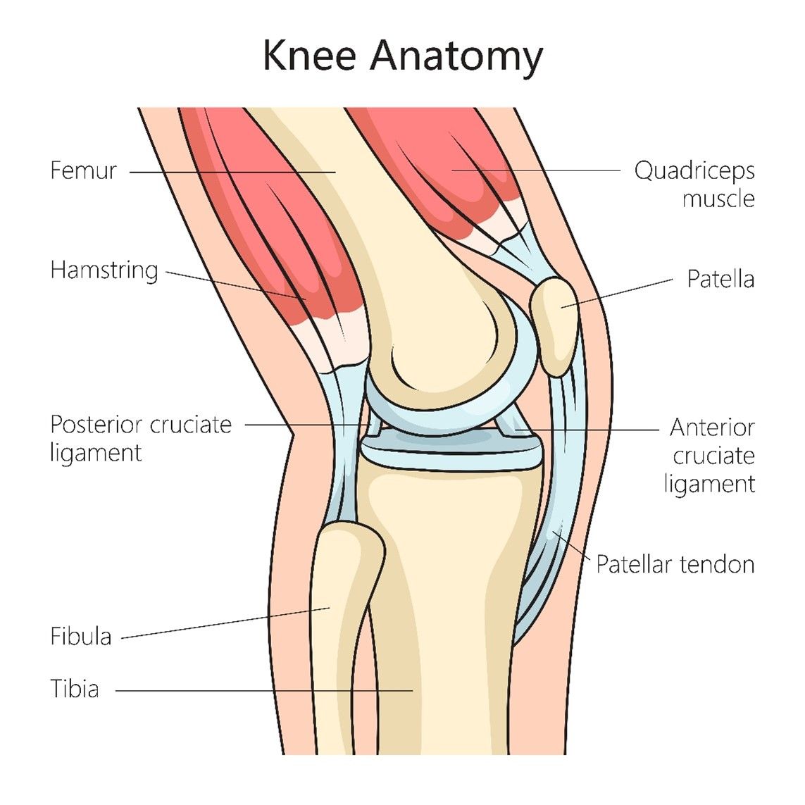 Anatomie du genou - vue latérale