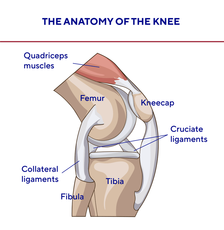 Anatomy-of-the-knee.png