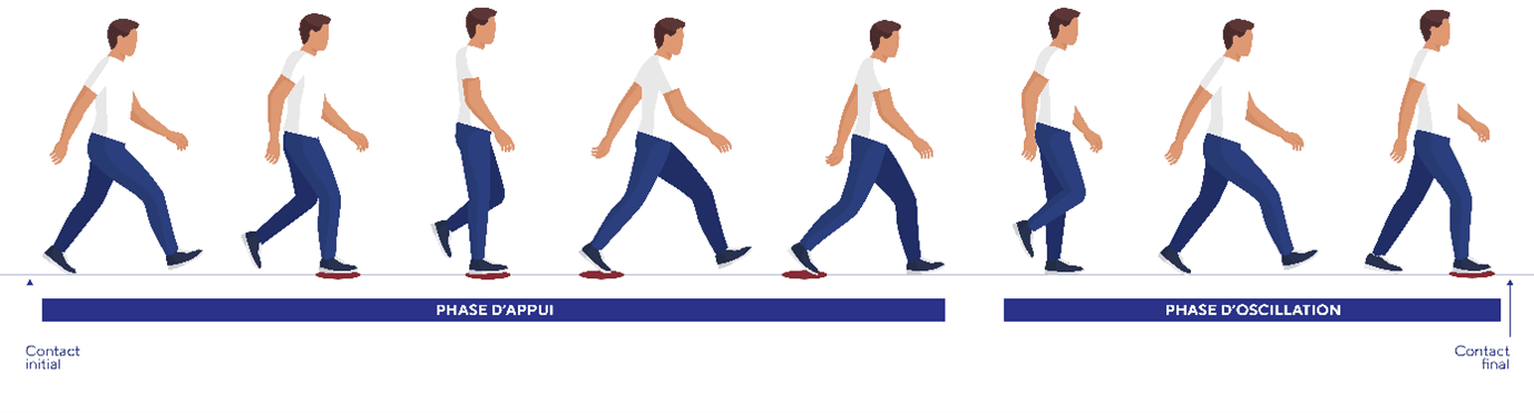 Le cycle de la marche et le releveur de pied