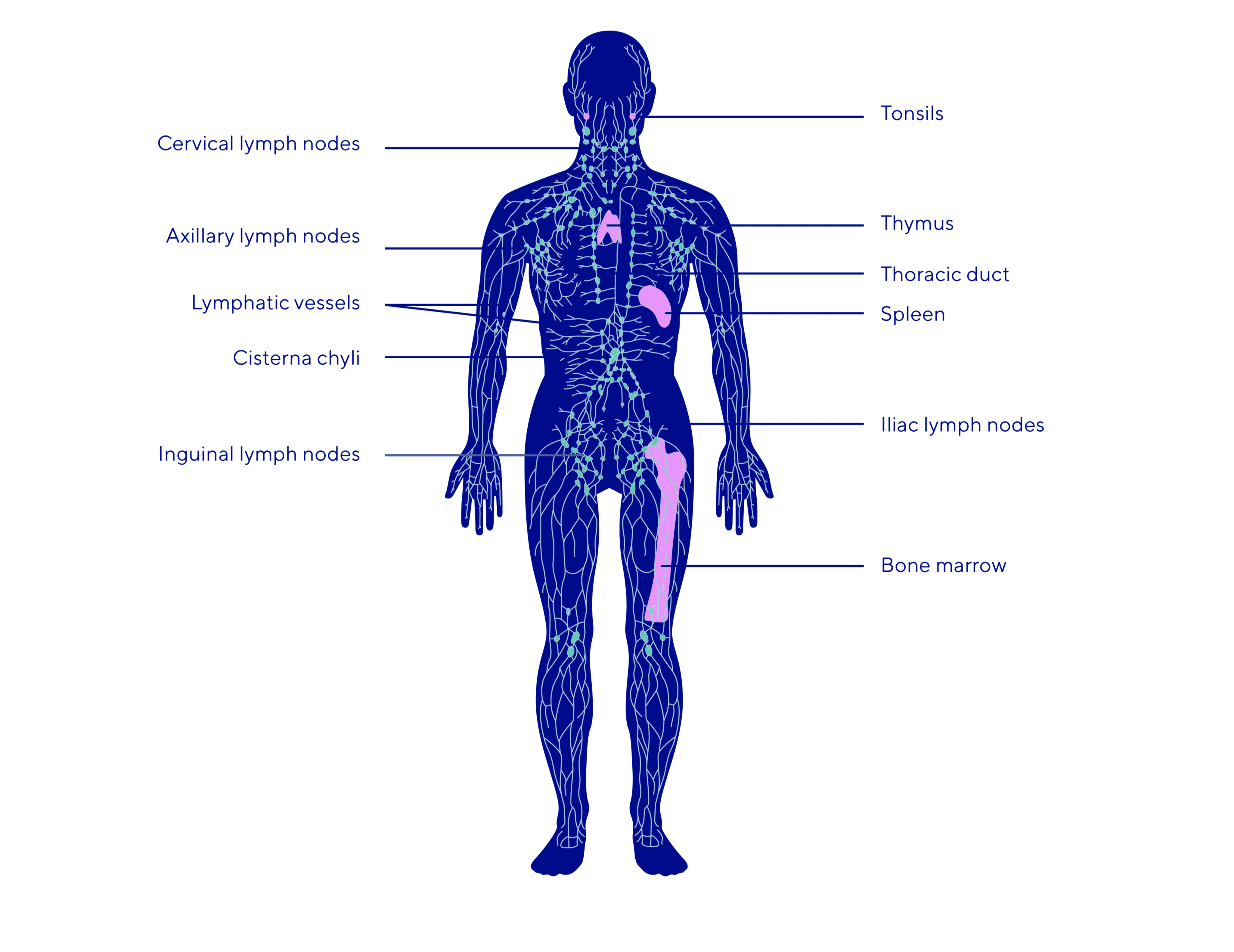 lymphatic system scheme