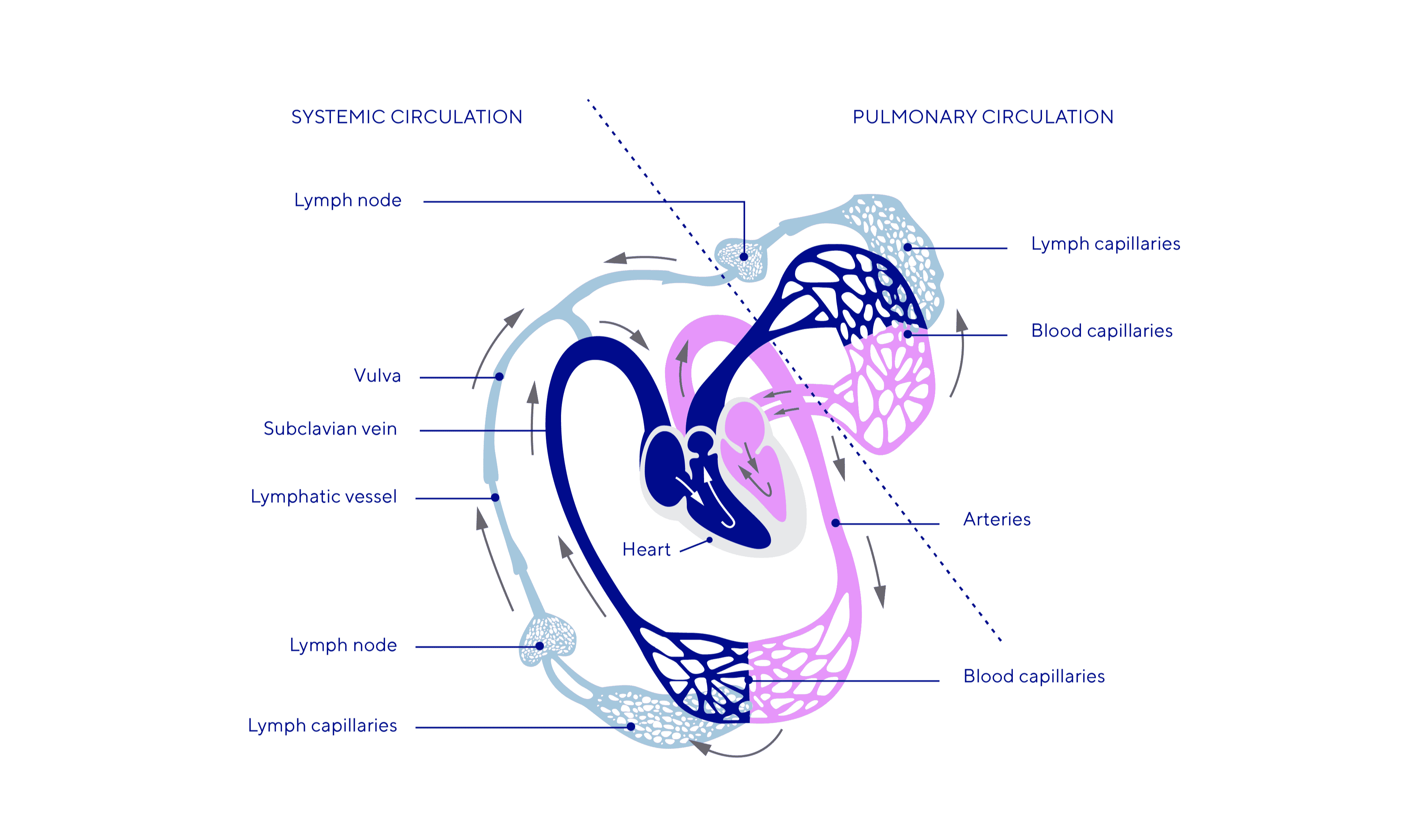 Lymphatic circulation scheme