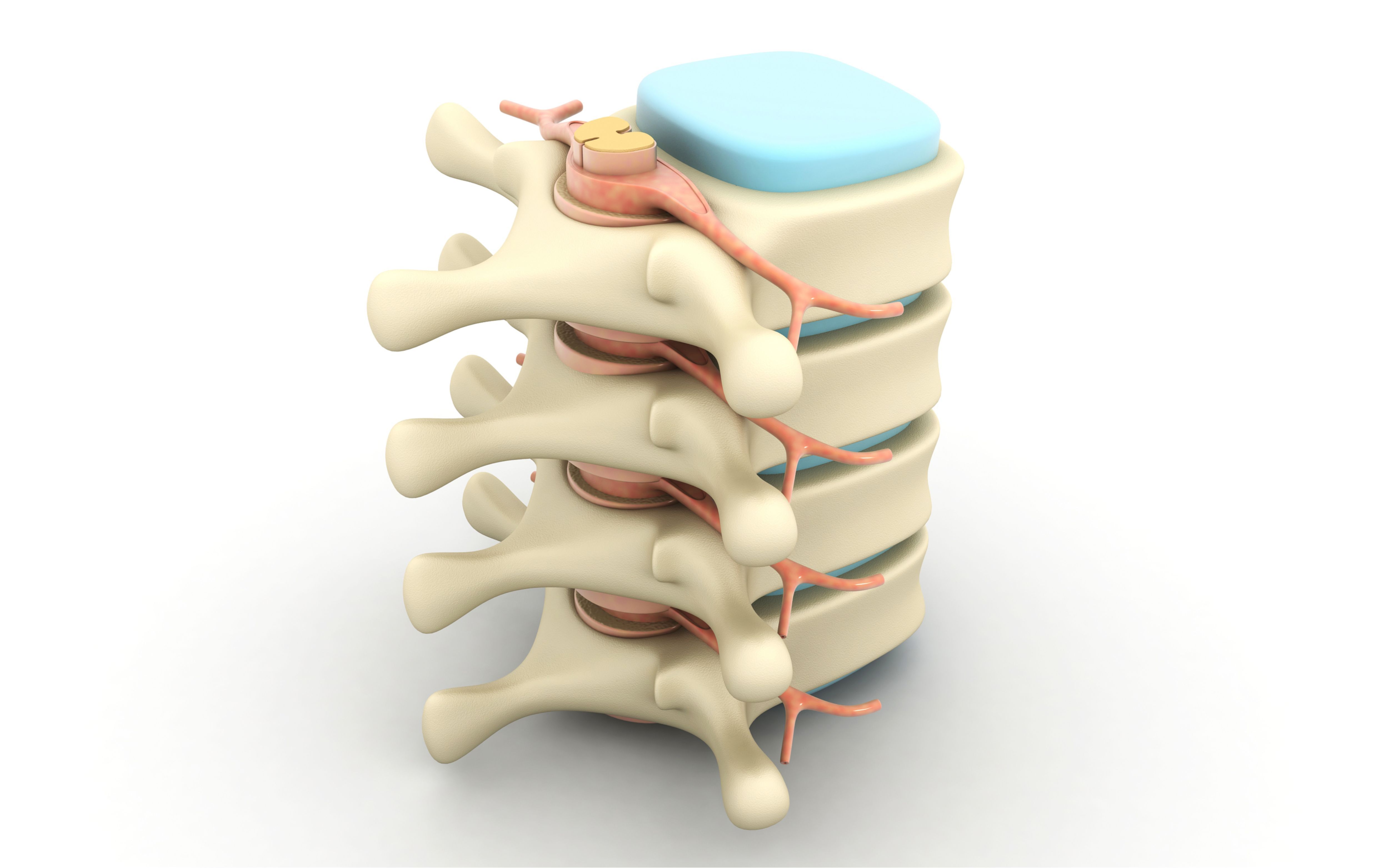 Modélisation 3D de la colonne vertébrale