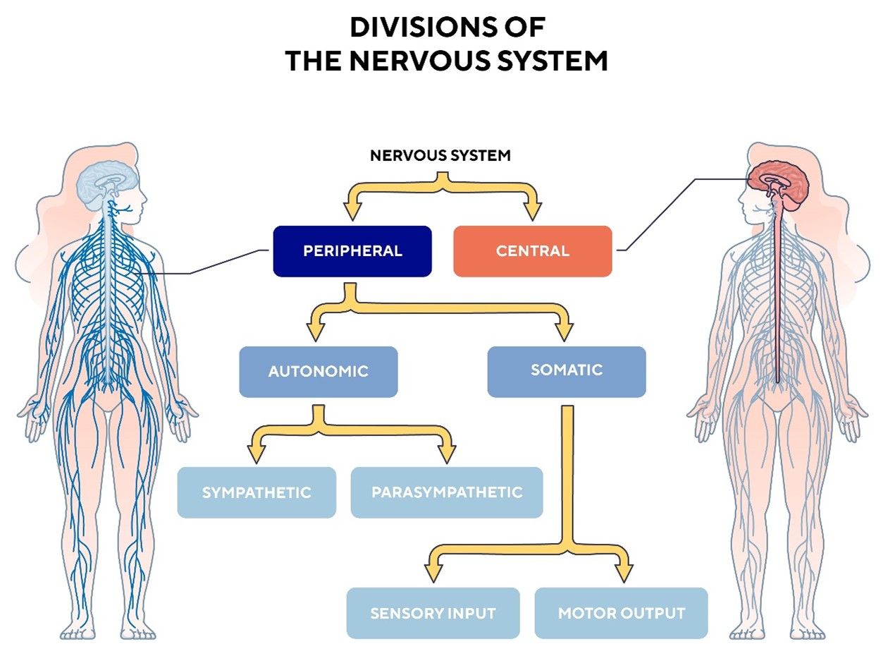 Division of the nervous system