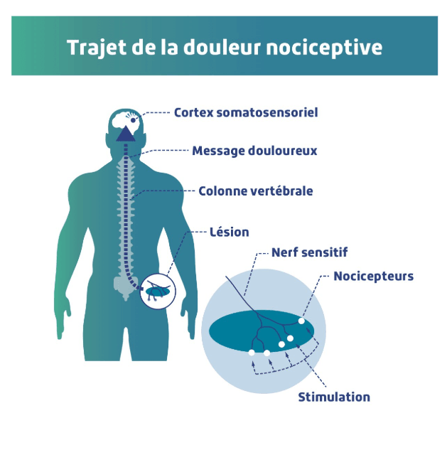Trajet de la douleur nociceptive