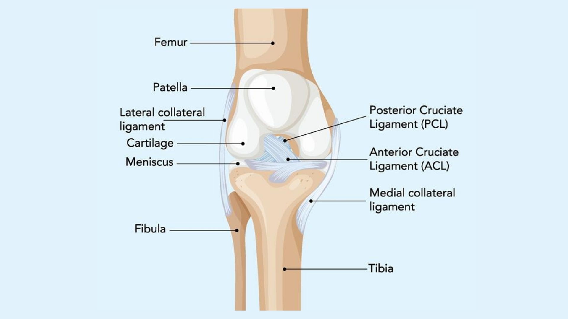 image entorse genou.png