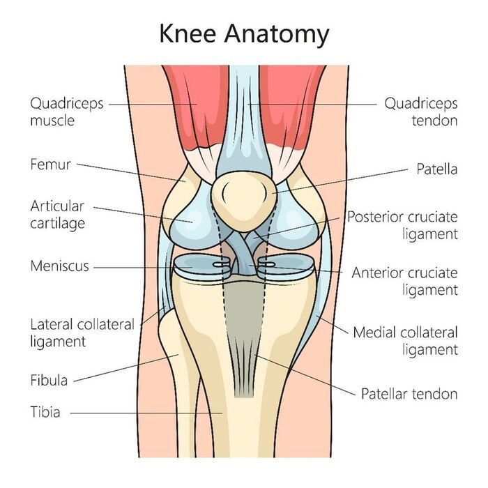 large_Anatomie_du_genou_vue_ante.jpg