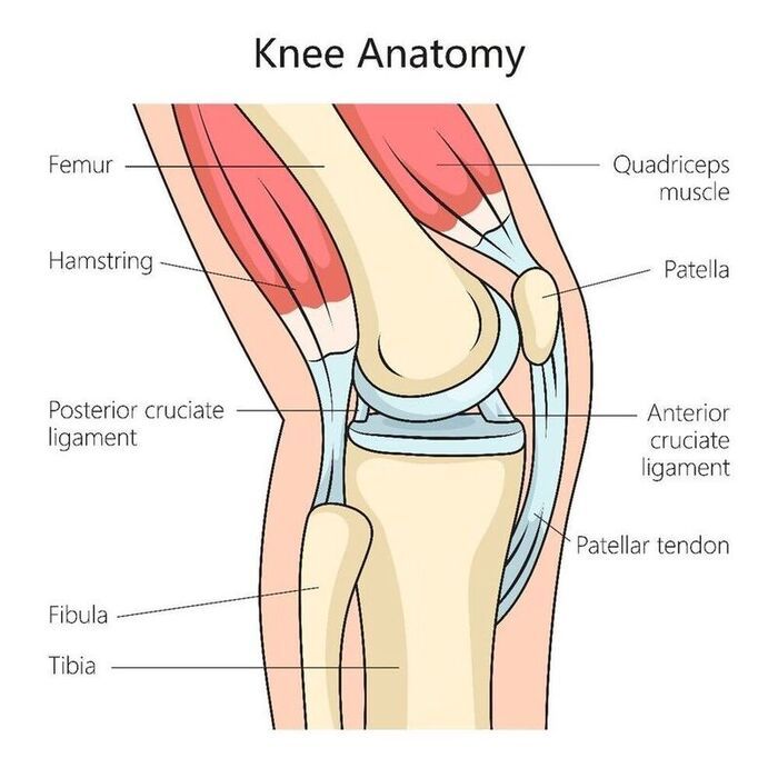 large_Anatomie_genou_vue_lateral.jpg